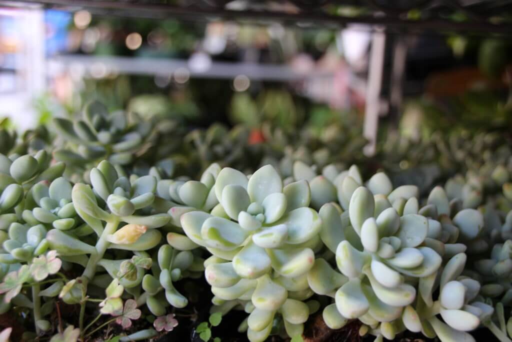 succulents
