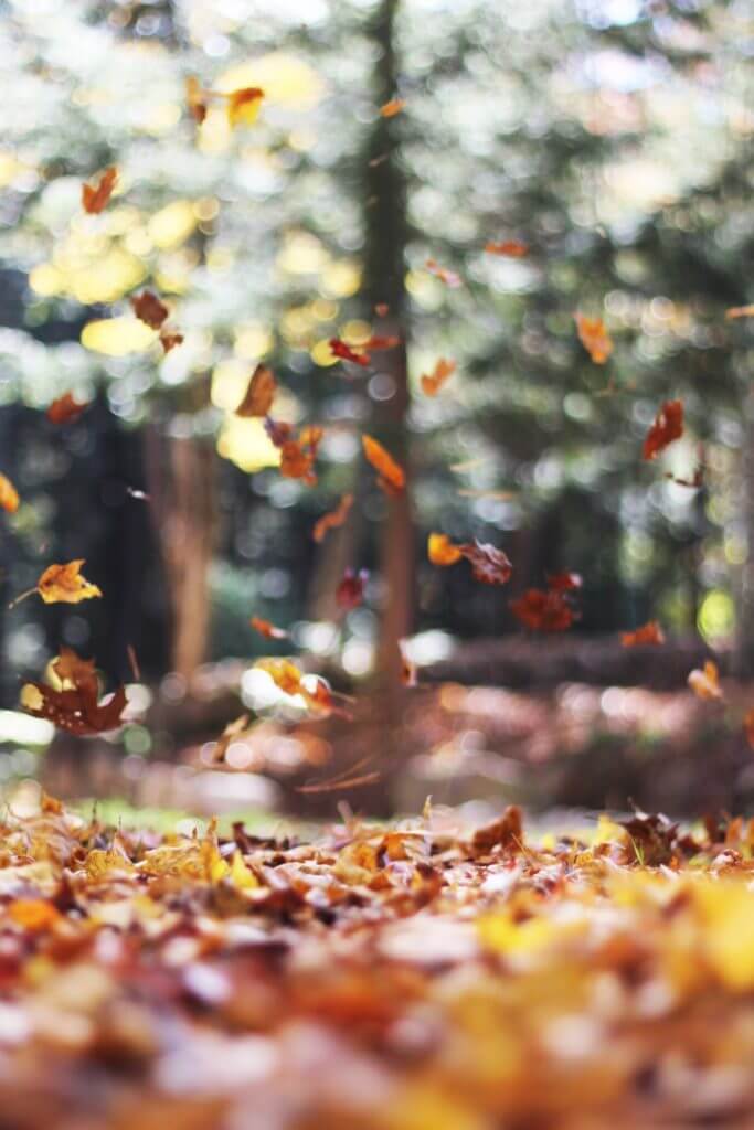 leaves falling