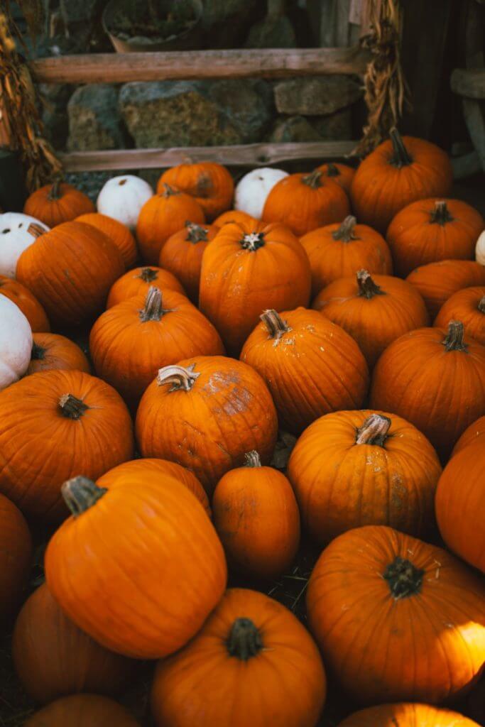 pumpkins
