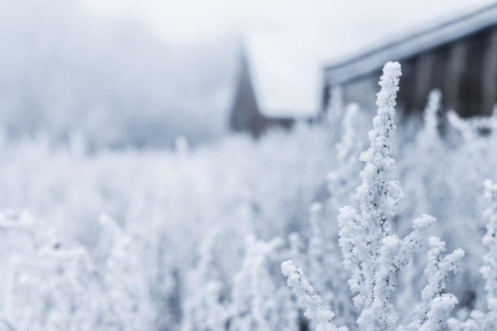 bushes with snow