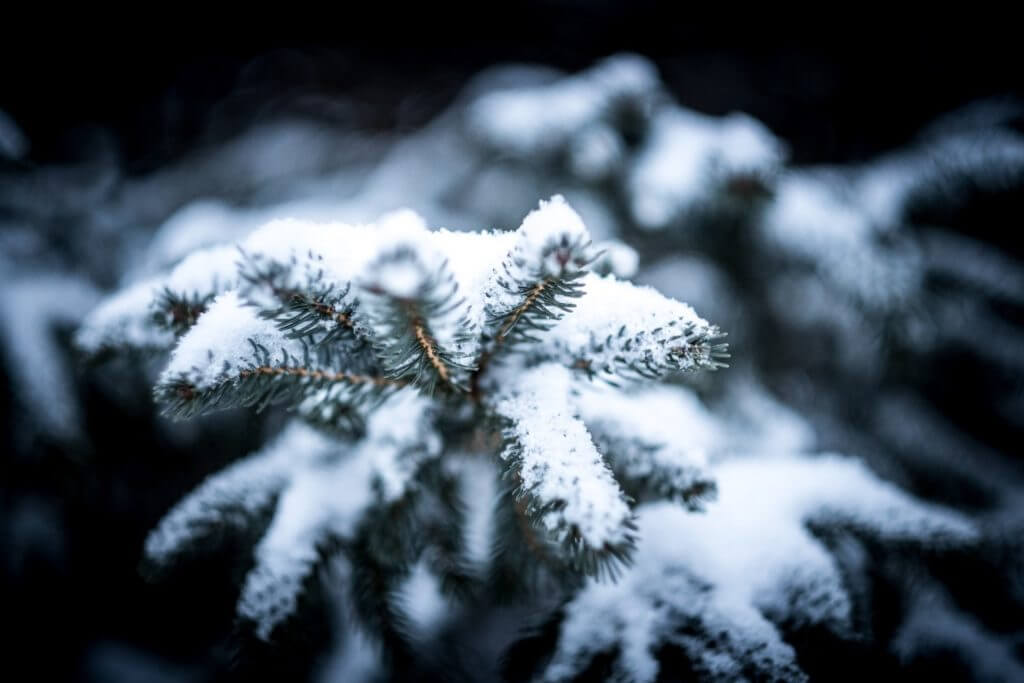 tree with snow